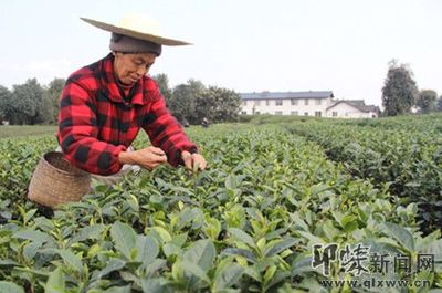 文君茶业:以品质作保障 推动邛崃黑茶产业发展